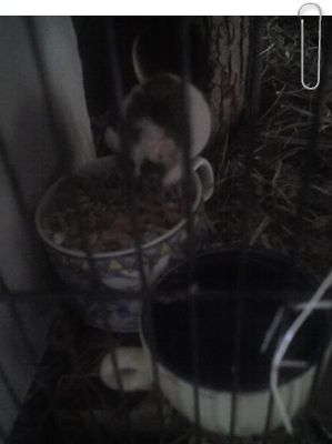 kiter4a.jpg (13141 Byte)